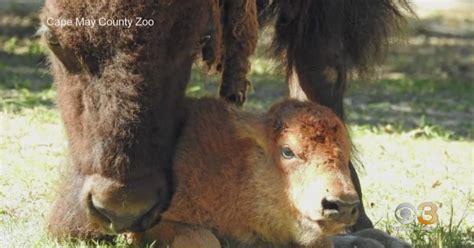 Cape May County Zoo welcomes baby bison - CBS Philadelphia