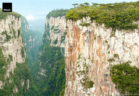 Canyon Itaimbezinho in Aparados da Serra Nationalpark, Brazil. - trees on white trees on white