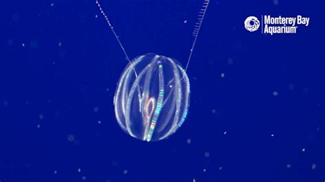 Sea-gooseberry GIFs - Get the best GIF on GIPHY