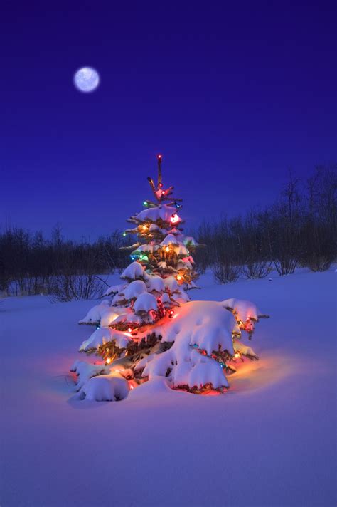 Christmas Tree in Snow clipart, photo, images, and cartoon pictures ...