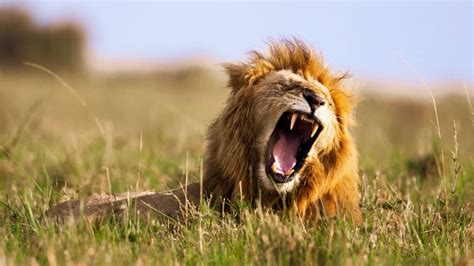 Why Does a Lion Roar? Understanding the Mighty Vocalization