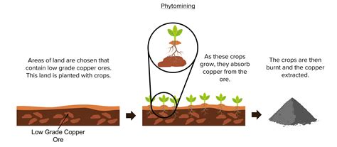 Biological Methods of Extracting Metals Revision | MME