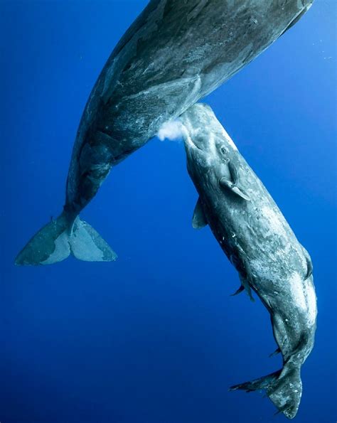 These Photos Of A Whale Nursing Her Calf Show The Magic Of Motherhood ...