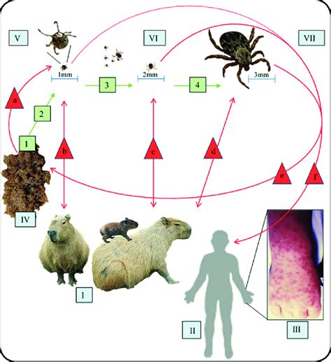 The Three-Host Life Cycle and the Dynamics of Pathogen Transmission. I ...