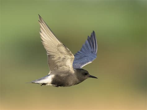 Black tern guide: migration, identification and feeding - Countryfile.com