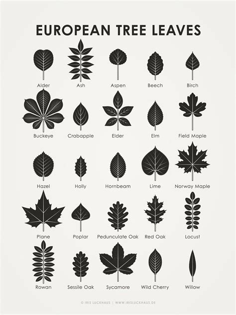 European Tree Leaves Identification Chart | Maple tree tattoos, Oak ...