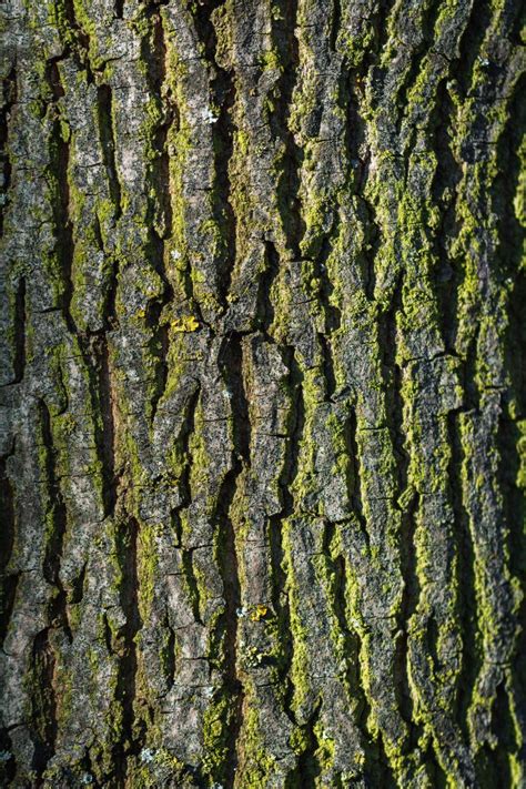 Tree Bark Texture Vertical | Copyright-free photo (by M. Vorel) | LibreShot | Tree bark texture ...