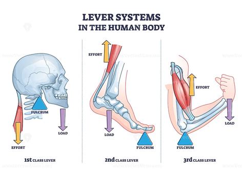 Lever systems in human body for neck, leg and arm movement outline ...