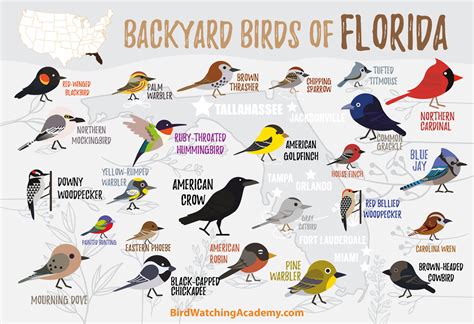 Backyard Birds of Florida - Bird Watching Academy