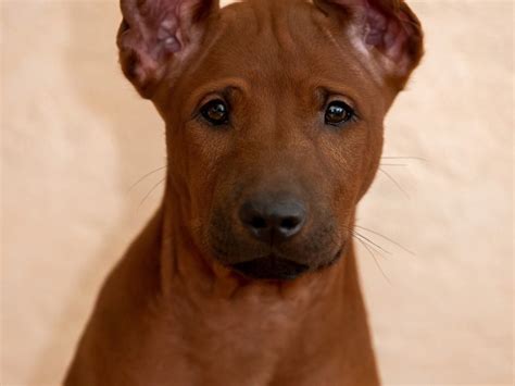 Thai Ridgeback Puppy – Dogs Jelena Dog Shows