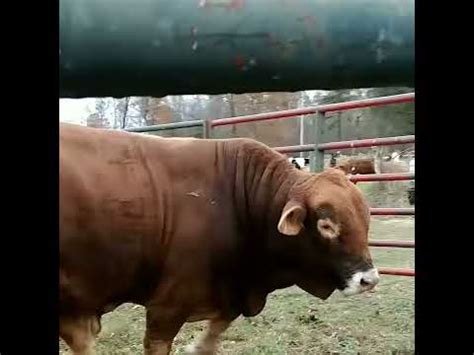 Our Beefmaster bull growling - YouTube