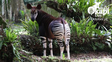 A Message from Okapi Conservation Project for World Okapi Day – A Drop in the Ocean