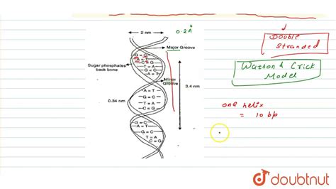 Dna Double Helix Diagram