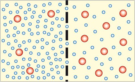 Defining Active and Passive Transport