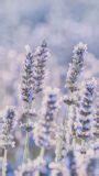 80 Lavender Aesthetic Wallpapers for a Soothing Phone Background (Plant ...