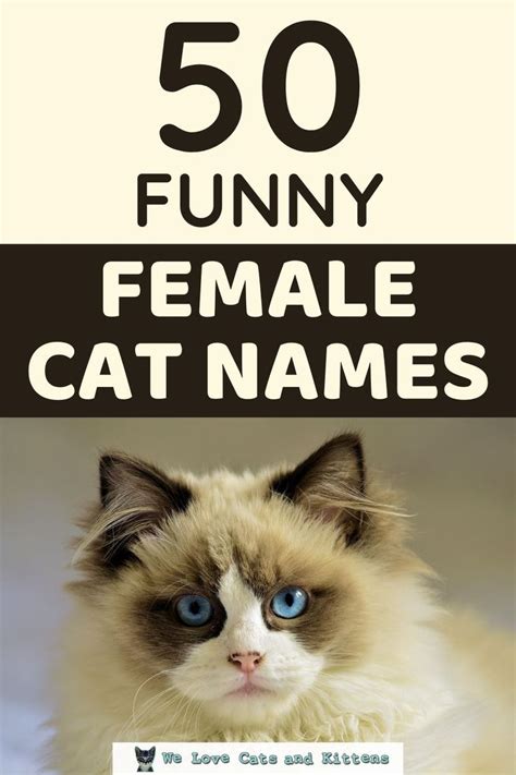 250 Funny Cat Names | Funny female cat names, Funny cat names, Girl cat ...