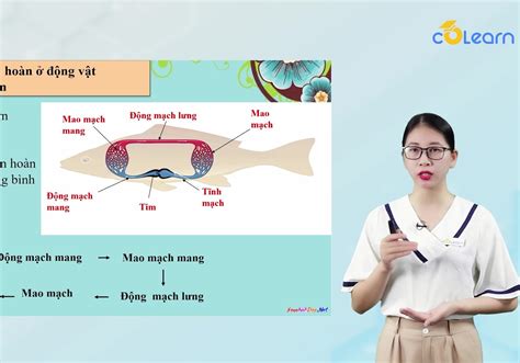 4. Các dạng hệ tuần hoàn ở động vật (Phần 2)