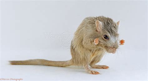 Lilac Mongolian Gerbil washing her face photo WP23991