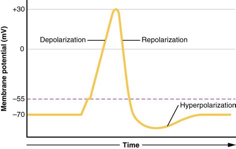 Action Potential | Definition, Steps, Phases, Role & Summary