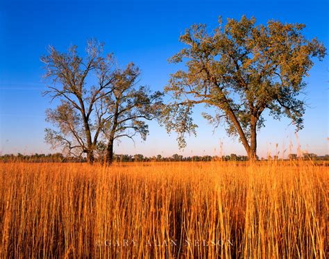 Prairie Grasses and Cottonwood Trees | Boyer Chute National Wildlife Refuge, Nebraska | Gary ...