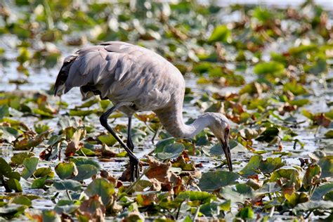 Endangered Species Act still helping Ohio's wildlife | Ideastream Public Media