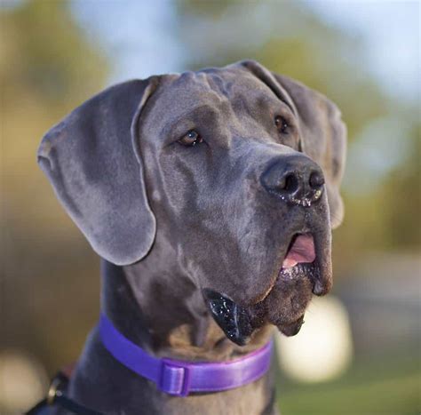 Great Dane Dog Breed Complete Guide | AZ Animals