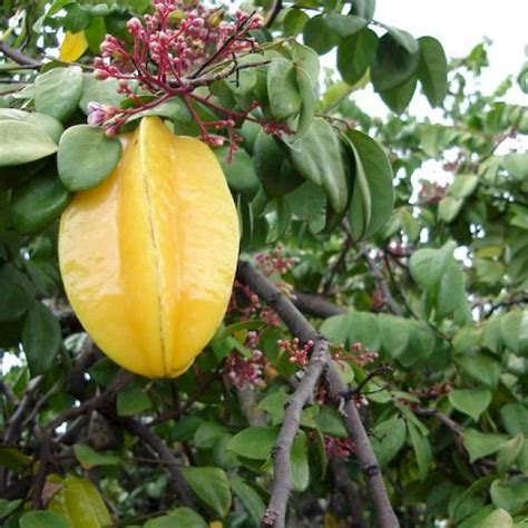 Averrhoa carambola - UF/IFAS Assessment - University of Florida, Institute of Food and ...