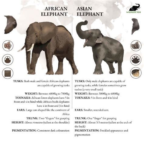 What are the Differences Between African Elephant and Asian Elephants ...