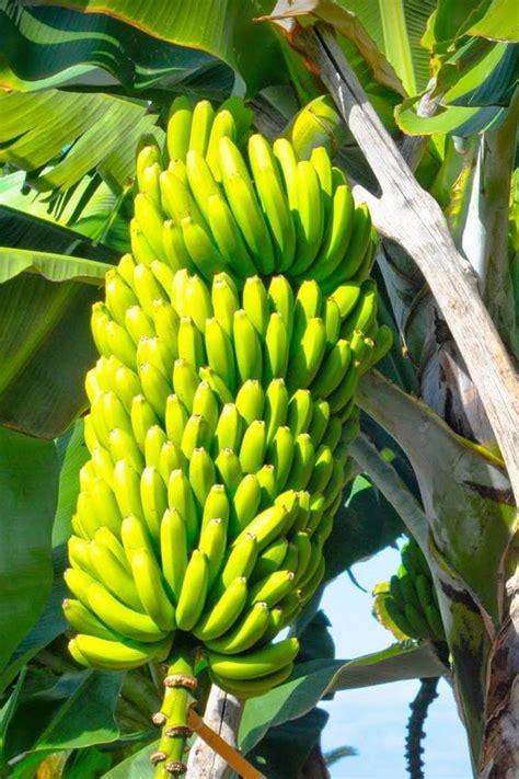 How To Harvest Banana? - Banana Harvesting & Farming (VIDEO) | Banana, Harvest farm