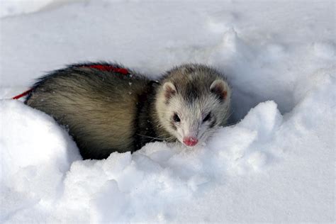 Snow Ferret II by Naarah on DeviantArt