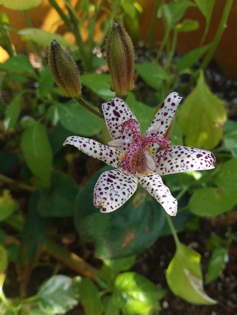 Toad Lilies: Plant Care and Collection of Varieties - Garden.org