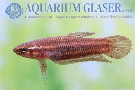 Betta coccina - Aquarium Glaser GmbH