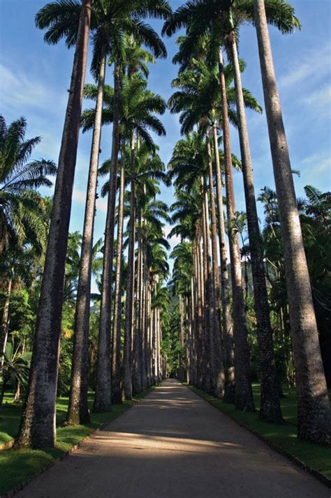 Rio de Janeiro Botanical Garden | Rainforest, Flora & Fauna | Britannica