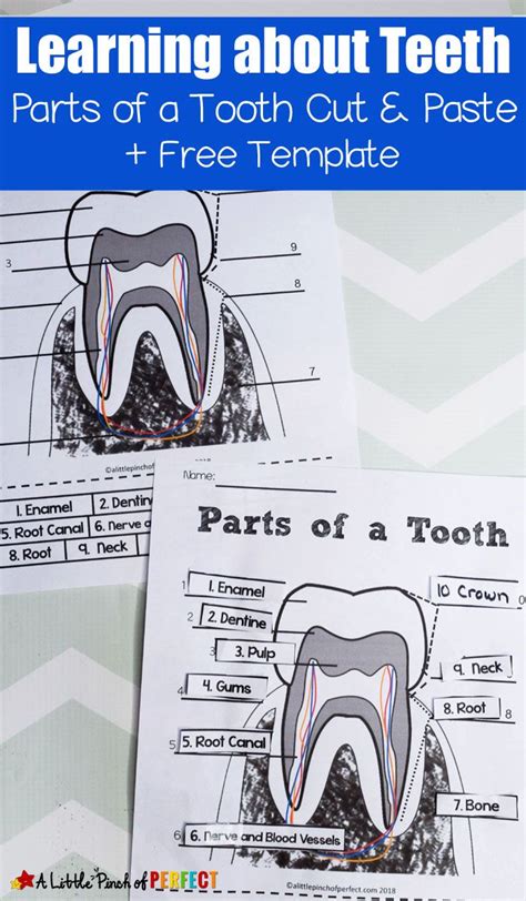 Learning about Teeth: Color and Label Free Printable - | Free ...