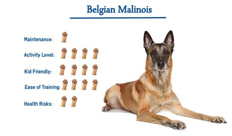 Belgian Malinois… Everything You Need to Know at a Glance!