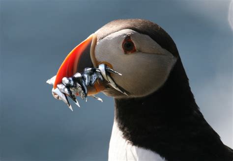 Puffin, Skellig Michael, Kerry, Ireland | Jim Wilson | Flickr