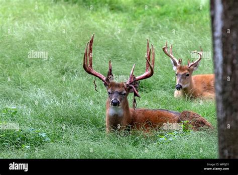 The white tailed deer. Photo of Deer Shedding Their Velvet Stock Photo ...