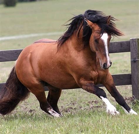 Argentine Criollo stallion. | Horse breeds, Pretty horses, Beautiful horses