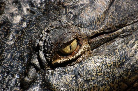 Close Up View of the Eye of a Crocodile. Stock Image - Image of tropical, lizard: 16349825