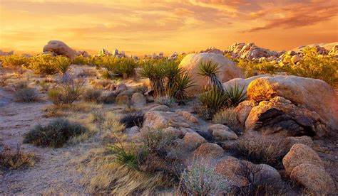 Where Is The Mojave Desert? - WorldAtlas.com