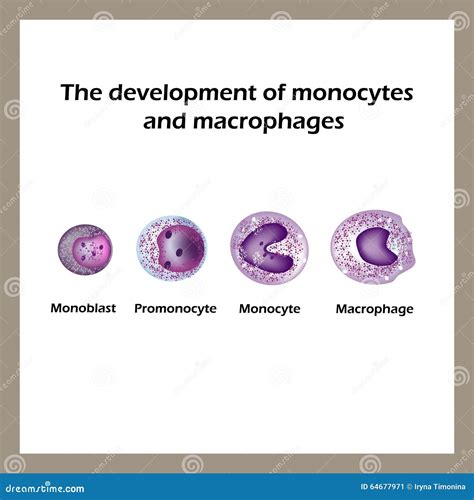 The Development Of Monocytes And Macrophages. Infographics. Vector Illustration Stock Vector ...