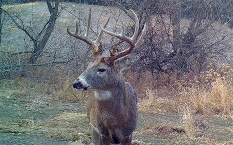 2018 Whitetail Rut Forecast And Hunting Guide | Whitetail Habitat ...