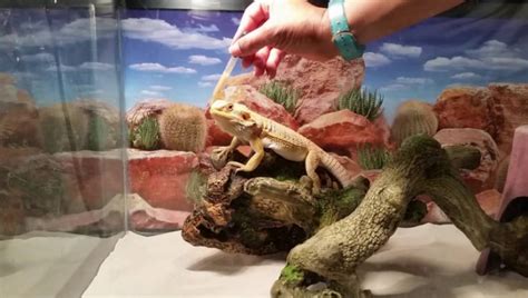 Best Bearded Dragon Enclosure: Reviews & Guide 2022 - My Life Pets