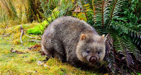 Habitats of the Wombat - BioExpedition