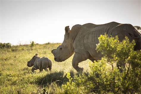 10 Baby White Rhino Questions | Kariega Game Reserve