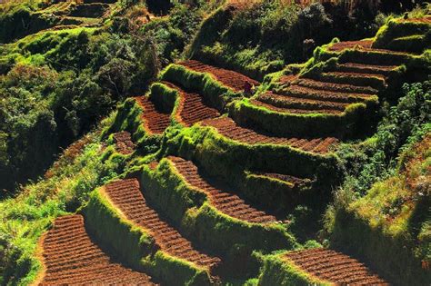 Pix For > Farming Terraces | Jardinería para ladera, Terrazas, Curvas de nivel