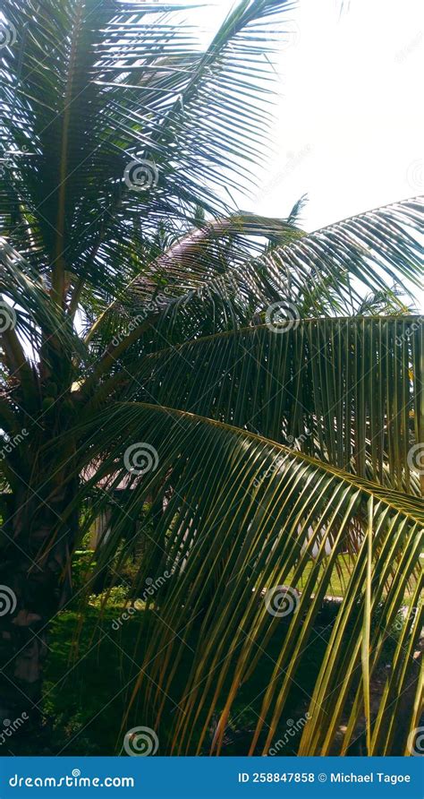 Coconut Tree Growing in a Garden. Stock Photo - Image of garden, jungle ...