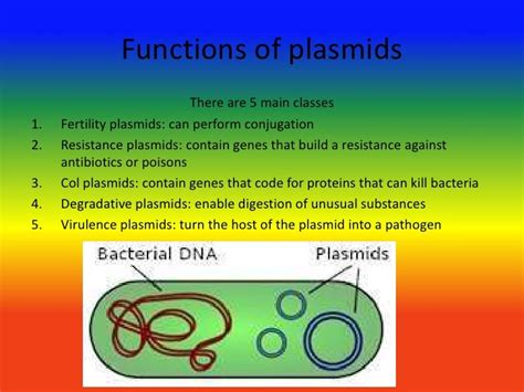 Plasmid Digestion