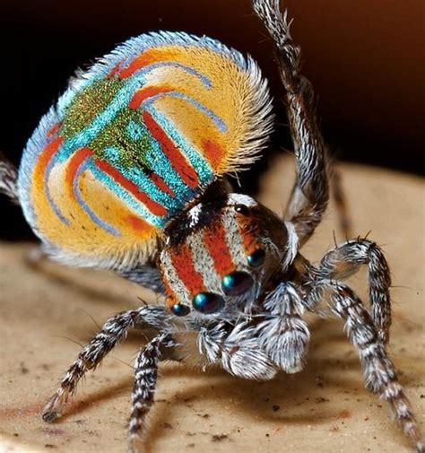 Weird&Wild: Maratus volans