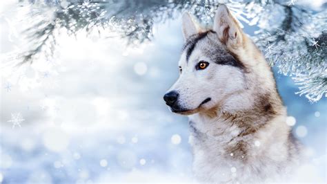 Download Dog Animal Husky HD Wallpaper